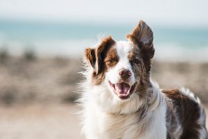 goedkoopste dierenverzekering