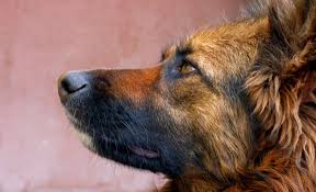 dierenverzekering_hond.jpg