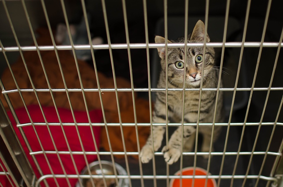 dierenverzekering_kat_vergelijken.jpg