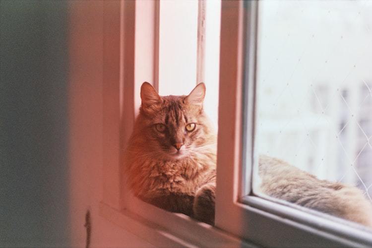 goedkoopste_dierenverzekering.jpg